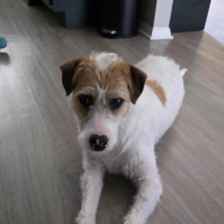 Bella, a Adoptable mixed breed in Goltry, OK image 5/5