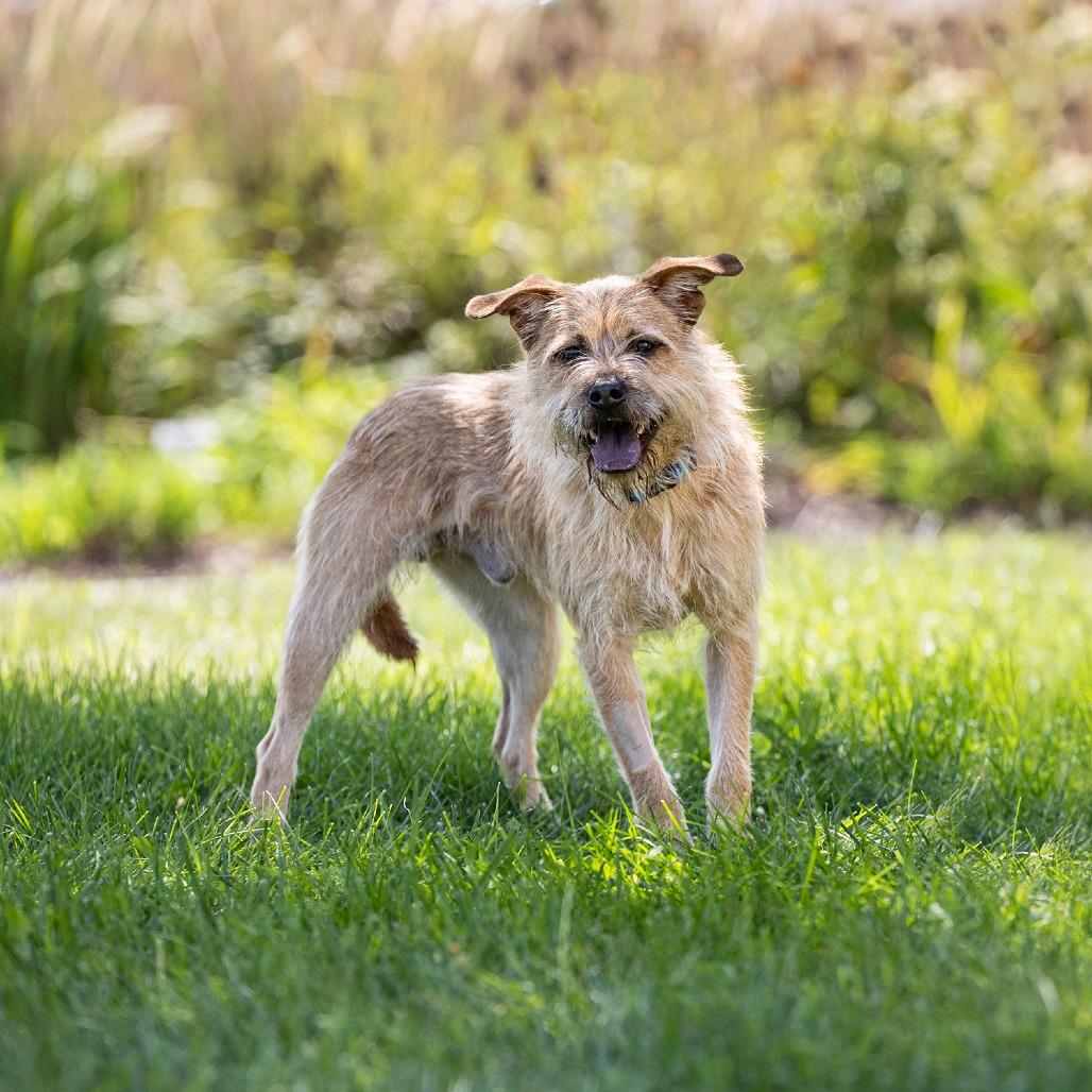 Enlarge Brutus, a Adoptable mixed breed in Council Bluffs, IA image 1/5