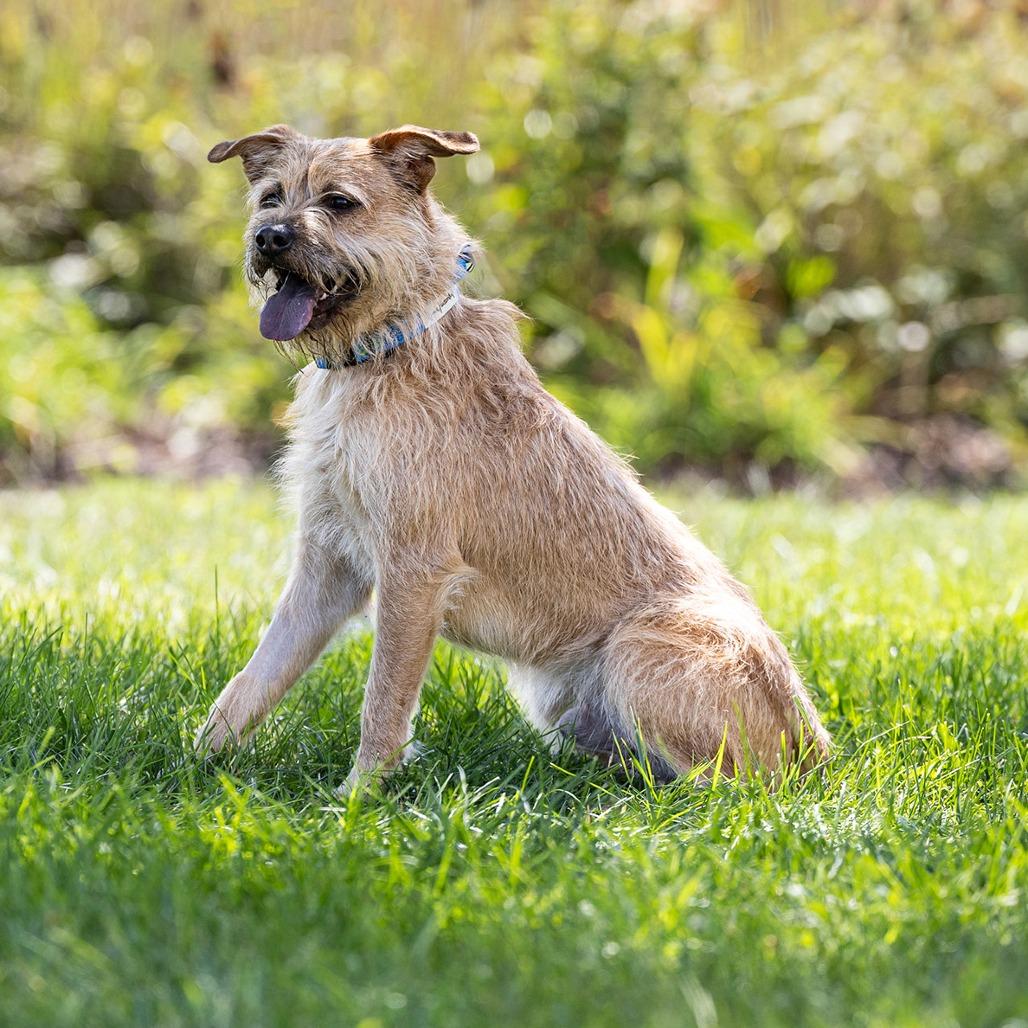 Enlarge Brutus, a Adoptable mixed breed in Council Bluffs, IA image 2/5