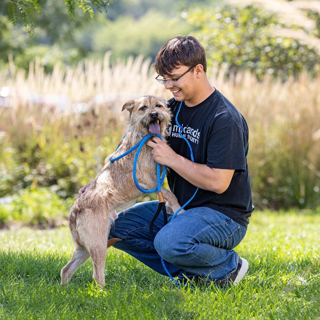 Enlarge Brutus, a Adoptable mixed breed in Council Bluffs, IA image 3/5