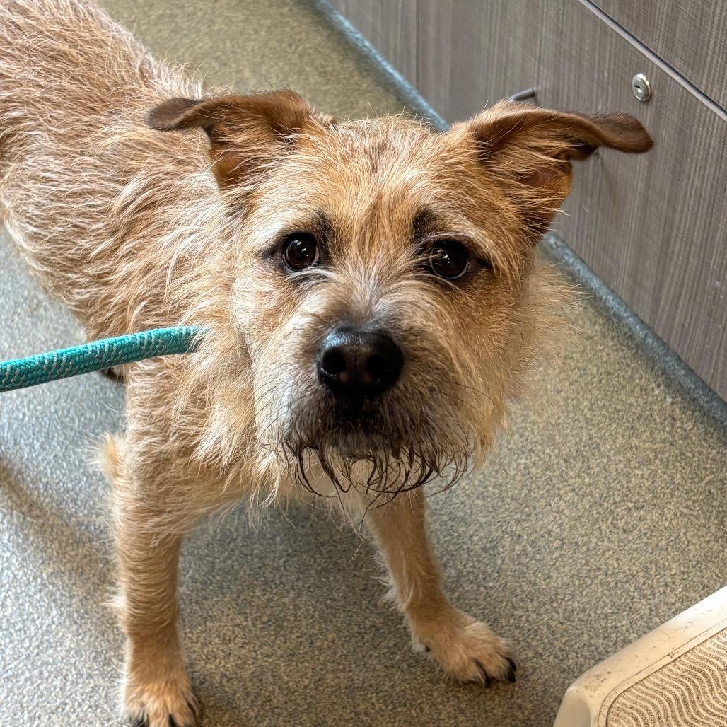 Enlarge Brutus, a Adoptable mixed breed in Council Bluffs, IA image 4/5