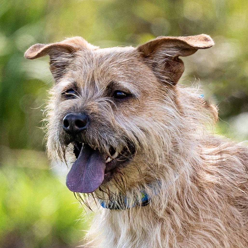 Enlarge Brutus, a Adoptable mixed breed in Council Bluffs, IA image 5/5