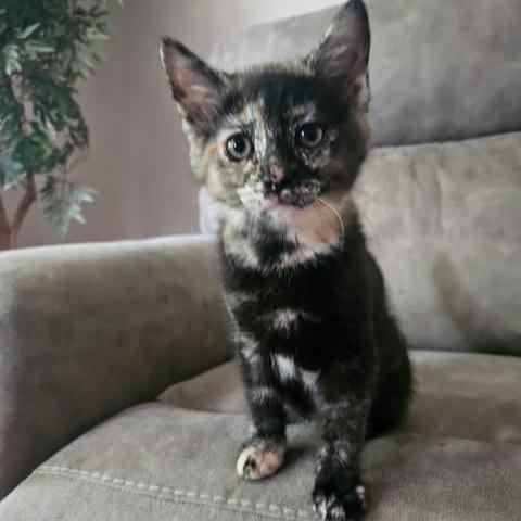 Enlarge Felicity, a Adoptable Domestic Medium Hair in Reading, PA image 1/1