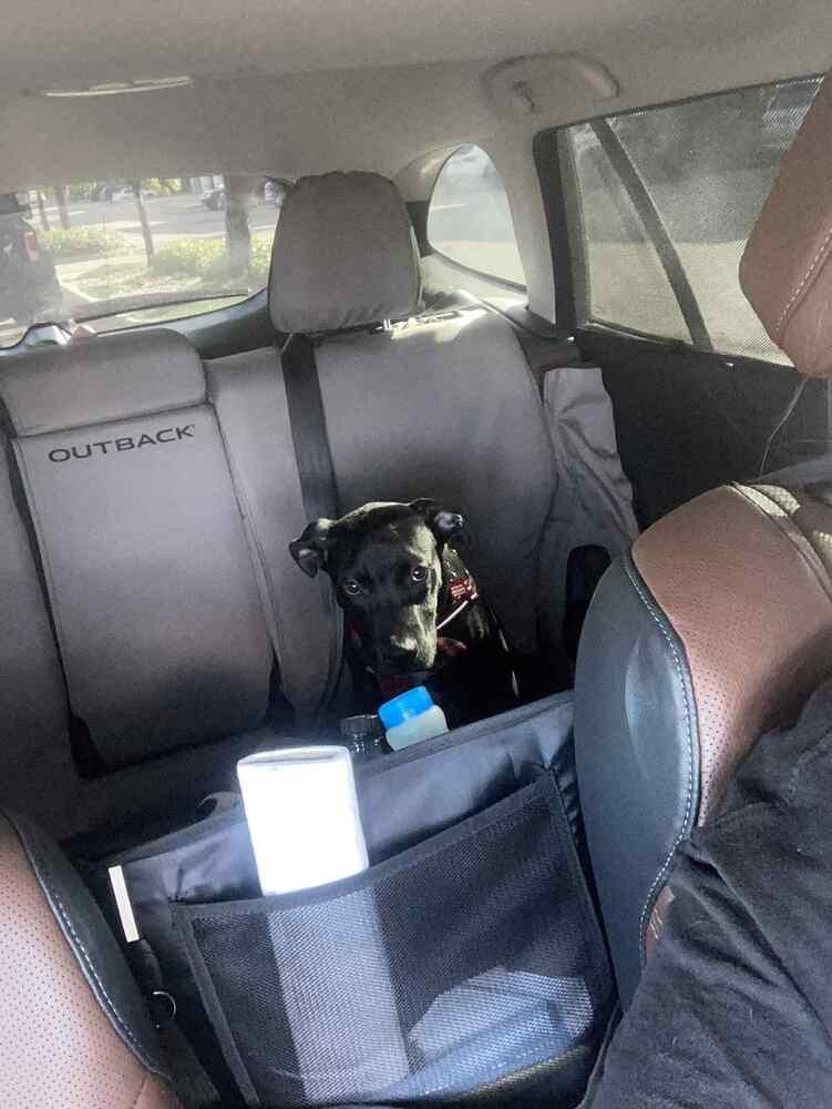 Dog Marley, Adoptable, Puppy Male Shepherd.