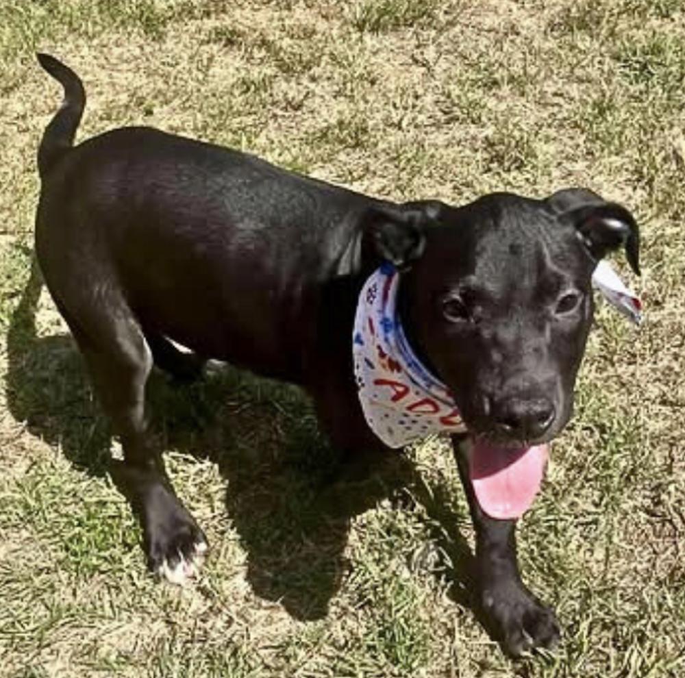 Enlarge Dog Marley, a Adoptable mixed breed in Colorado Springs, CO image 3/5