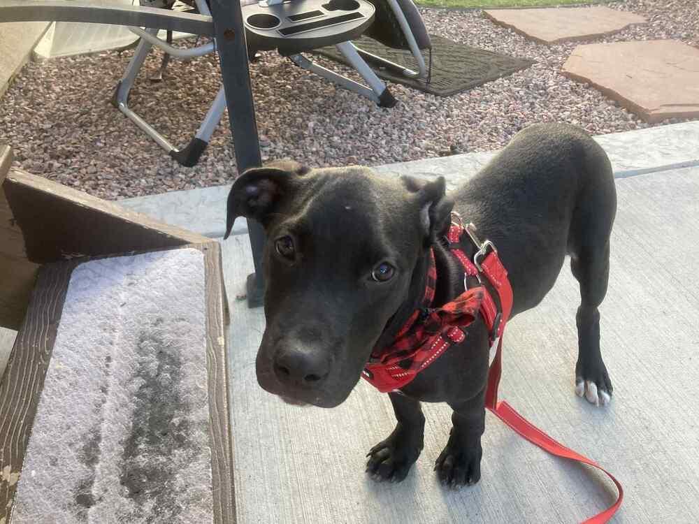 Enlarge Dog Marley, a Adoptable mixed breed in Colorado Springs, CO image 4/5