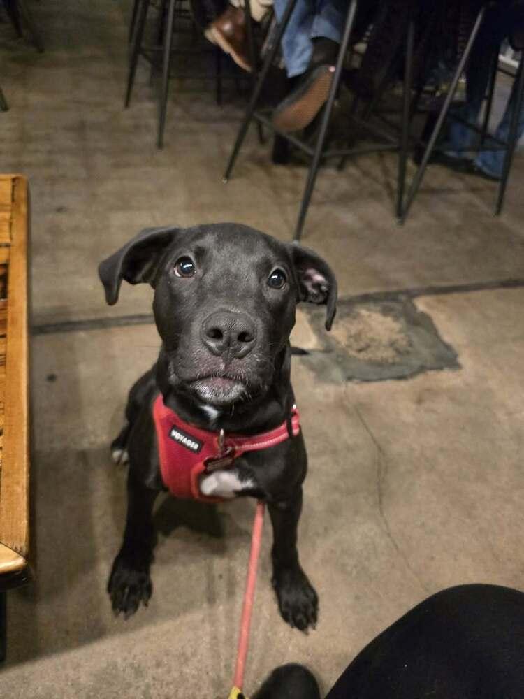 Enlarge Dog Marley, a Adoptable mixed breed in Colorado Springs, CO image 5/5