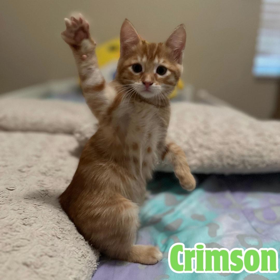 Crimson *Orange Tabby GIRLIE*, Adoptable, Kitten Female Domestic Short Hair.