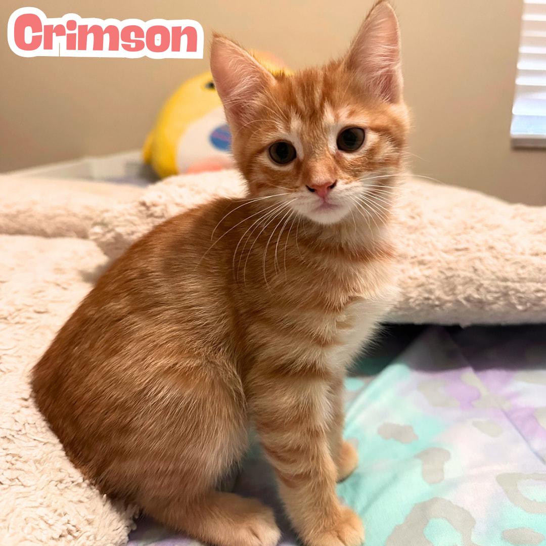 Crimson *Orange Tabby GIRLIE*, a Adoptable Domestic Short Hair in Riverview, FL image 2/6