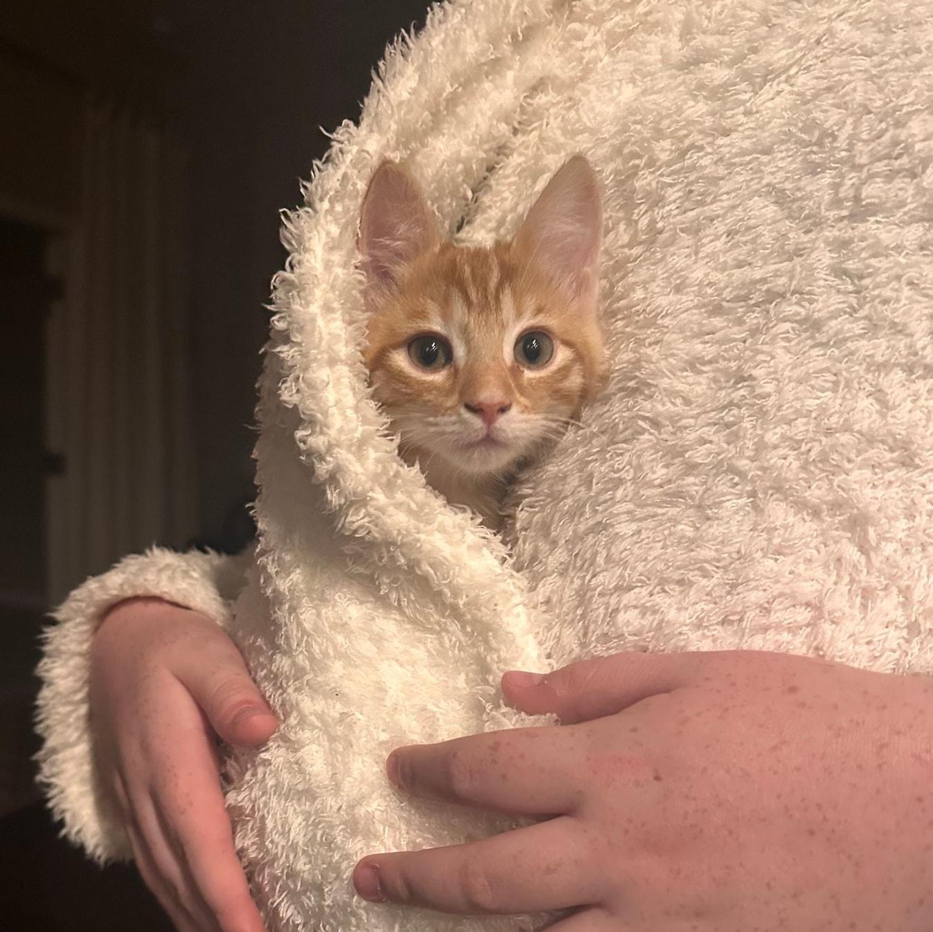 Crimson *Orange Tabby GIRLIE*, a Adoptable Domestic Short Hair in Riverview, FL image 3/6