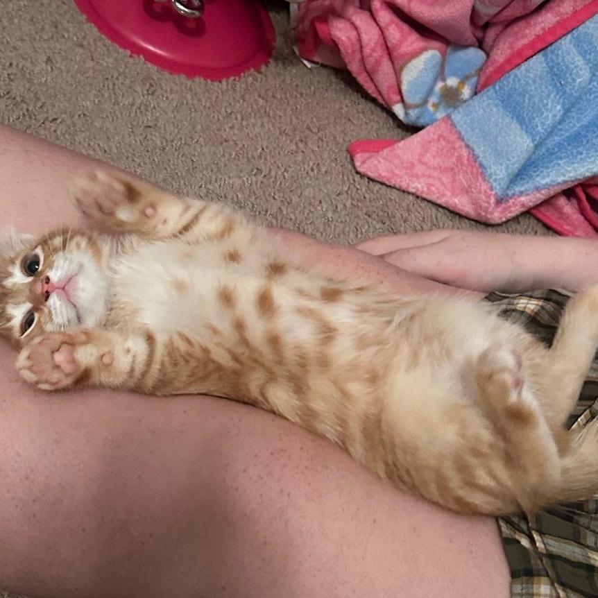 Crimson *Orange Tabby GIRLIE*, a Adoptable Domestic Short Hair in Riverview, FL image 4/6