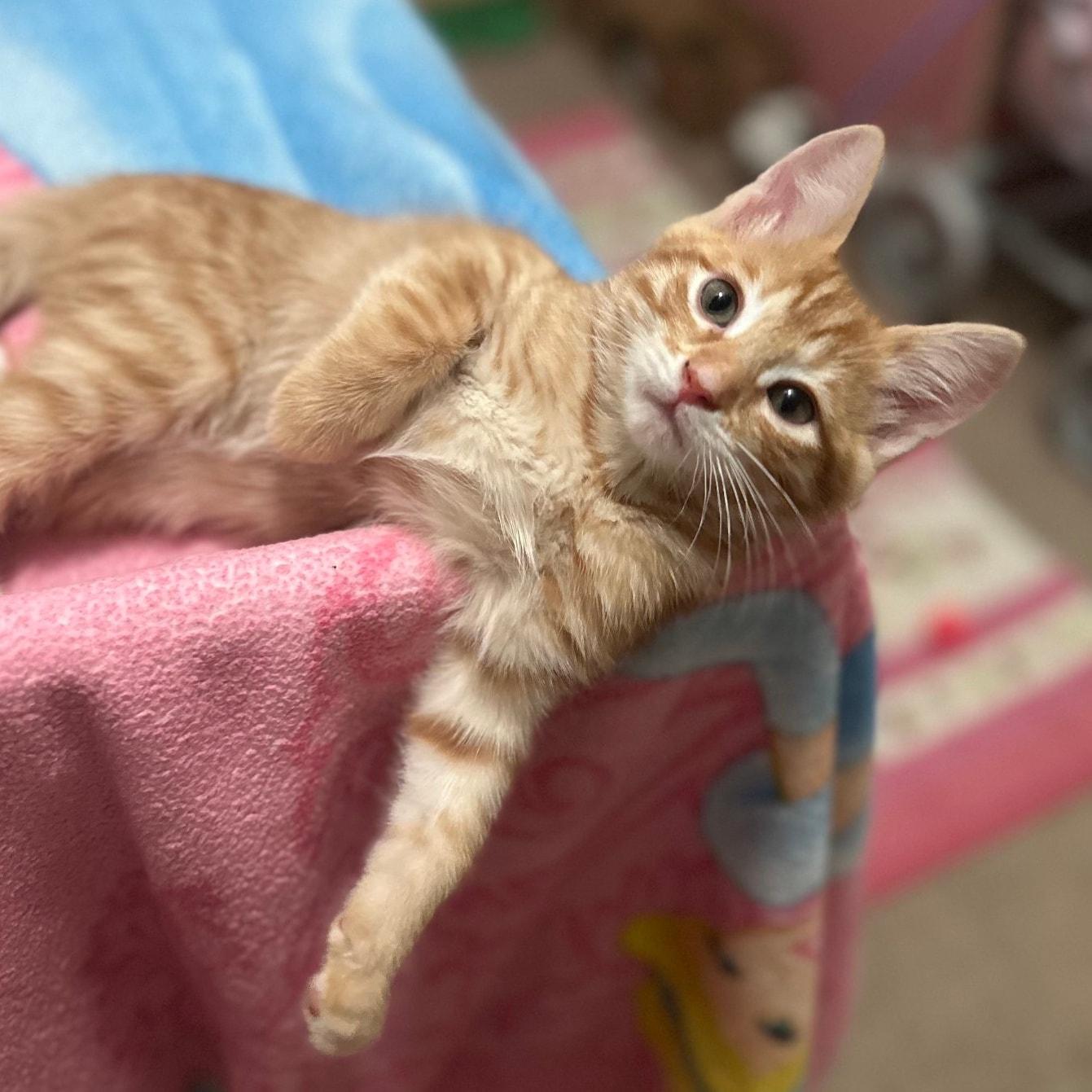 Crimson *Orange Tabby GIRLIE*, a Adoptable Domestic Short Hair in Riverview, FL image 5/6
