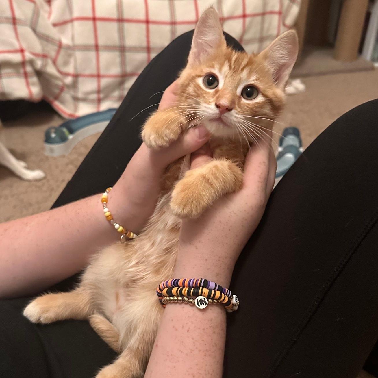 Crimson *Orange Tabby GIRLIE*, a Adoptable Domestic Short Hair in Riverview, FL image 6/6