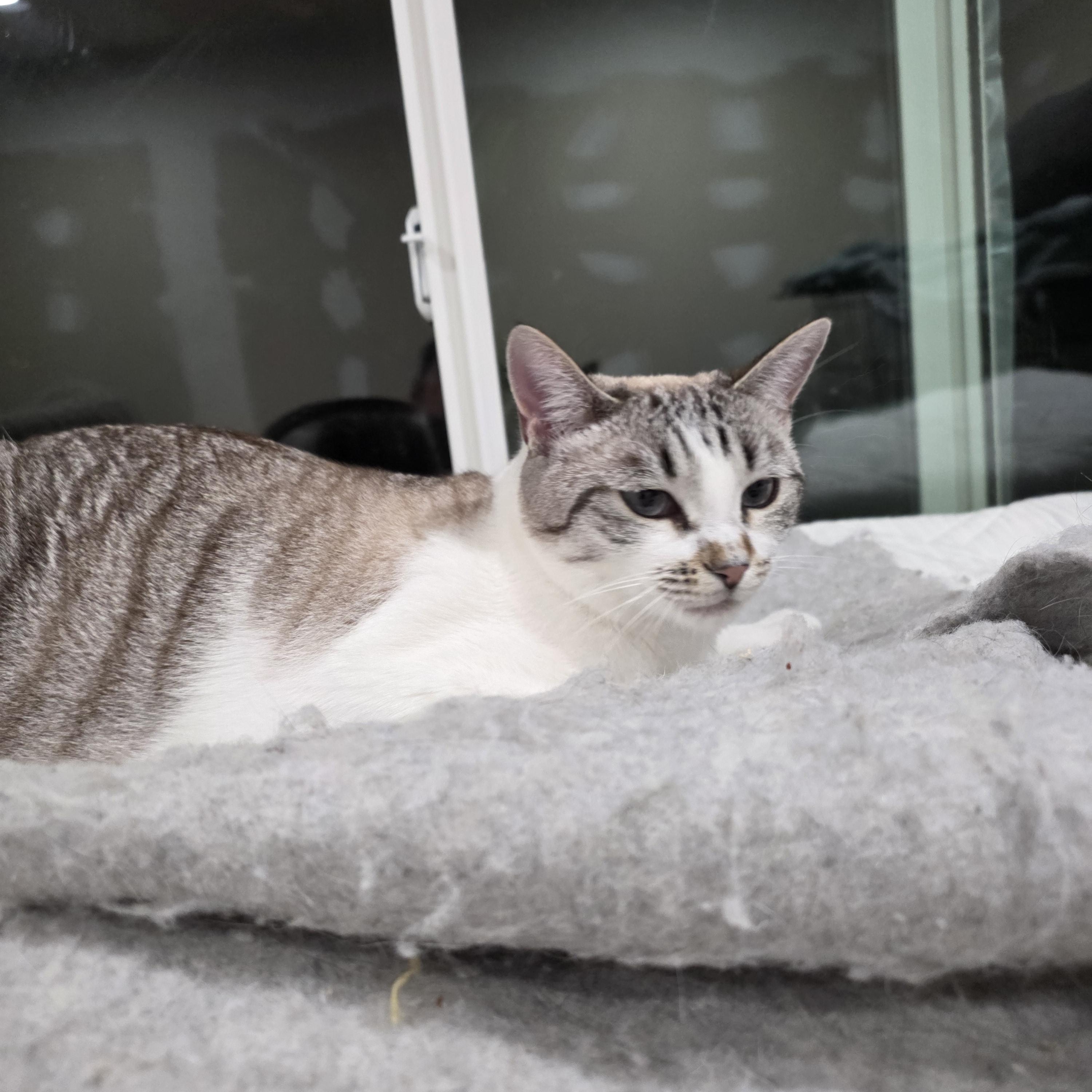 Luna, ADOPTABLE, Young Female Snowshoe & Siamese.