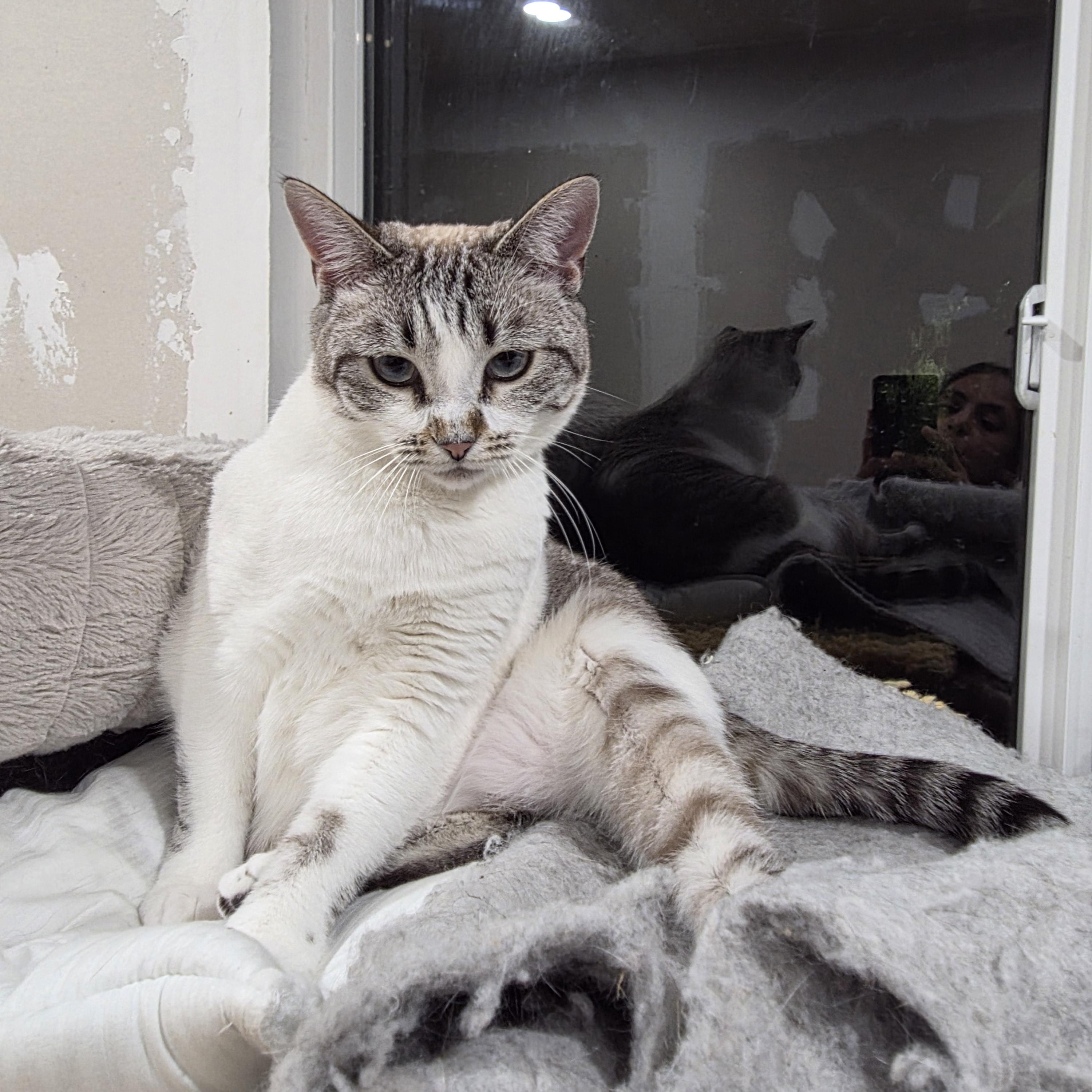 Luna, a ADOPTABLE mixed breed in San Jose, CA image 2/3