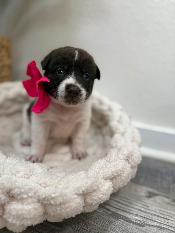 Trixie Sweet Girl — thumbnail 3