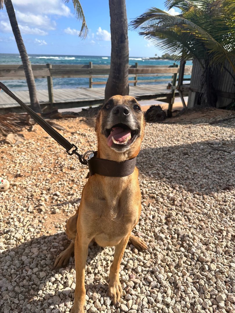 Enlarge Luna, a Adoptable mixed breed in Loiza, PR image 1/6