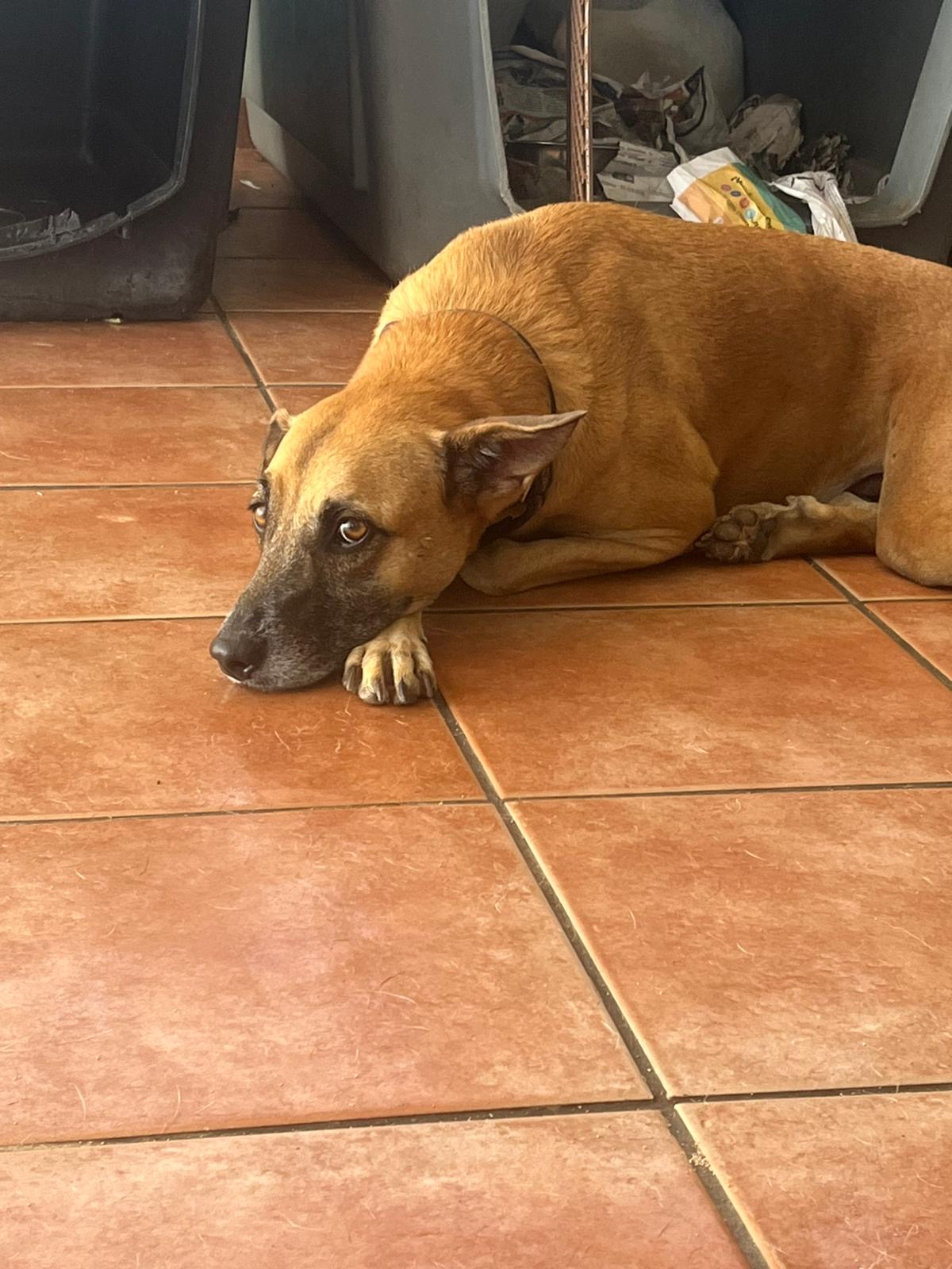 Luna, an adoptable German Shepherd Dog in Loiza, PR, 00772 | Photo Image 2