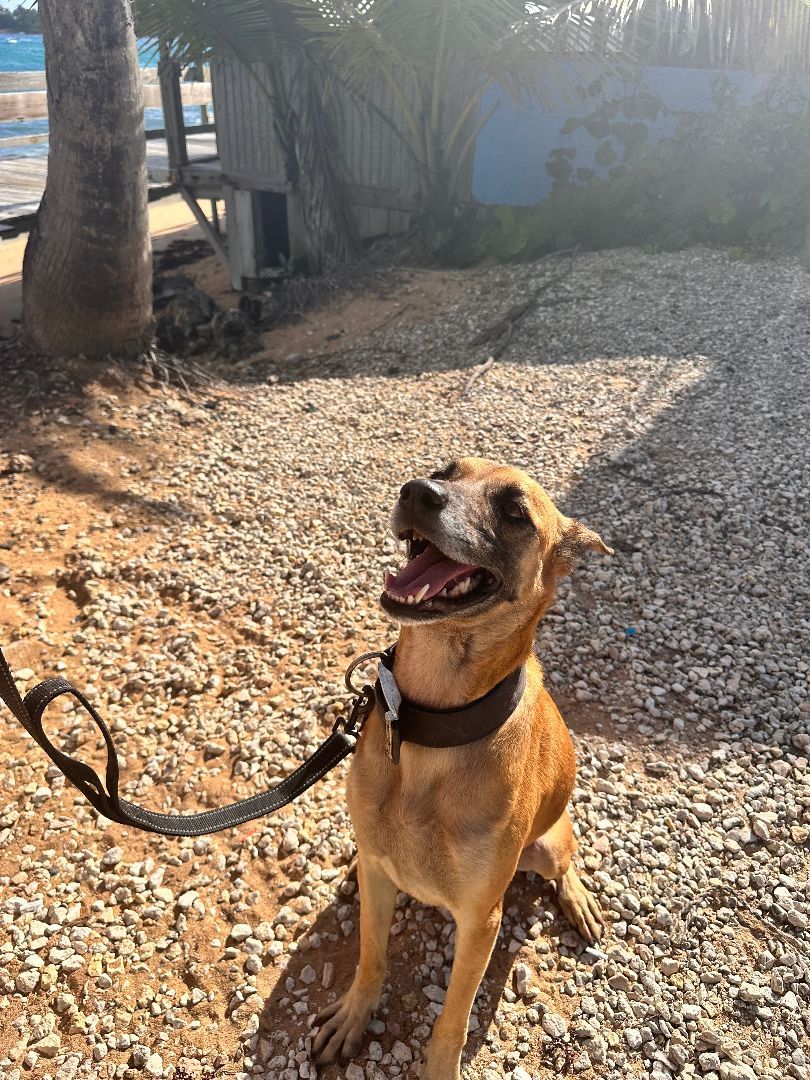 Luna, an adoptable German Shepherd Dog in Loiza, PR, 00772 | Photo Image 5