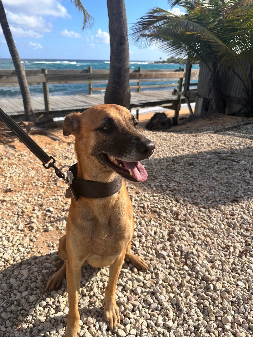 Luna, an adoptable German Shepherd Dog in Loiza, PR, 00772 | Photo Image 6