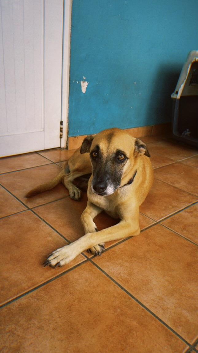Luna, an adoptable German Shepherd Dog in Loiza, PR, 00772 | Photo Image 3