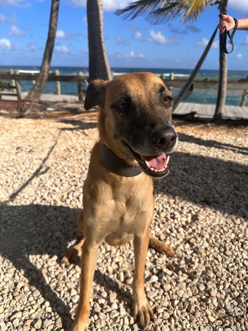 Enlarge Luna, a Adoptable mixed breed in Loiza, PR image 4/6