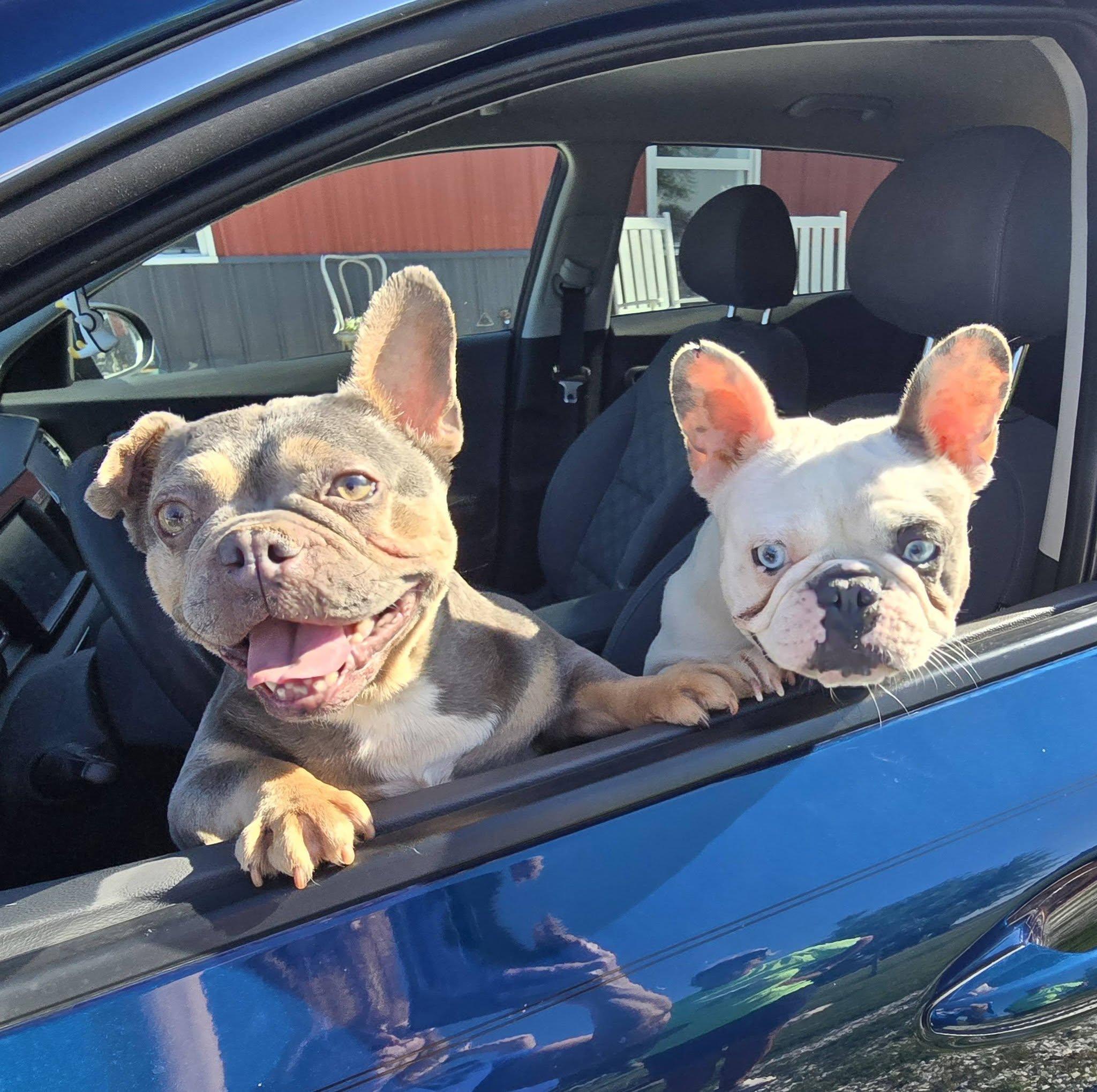 Enlarge Betty & Wilma, a ADOPTABLE French Bulldog in Mclean, IL image 1/1