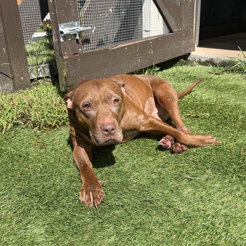 Coco 2250, Adoptable, Senior Female Mixed Breed & None.