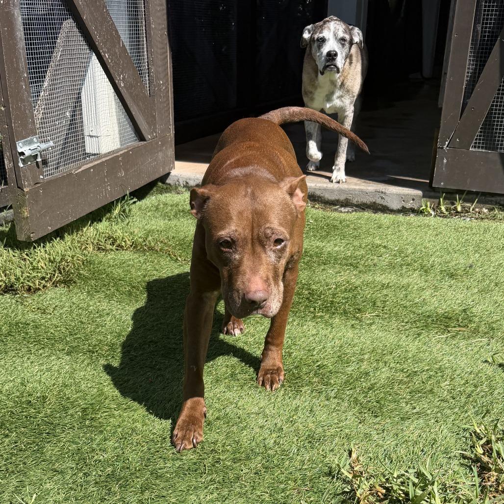 Enlarge Coco 2250, a Adoptable Mixed Breed in LOXAHATCHEE, FL image 2/6