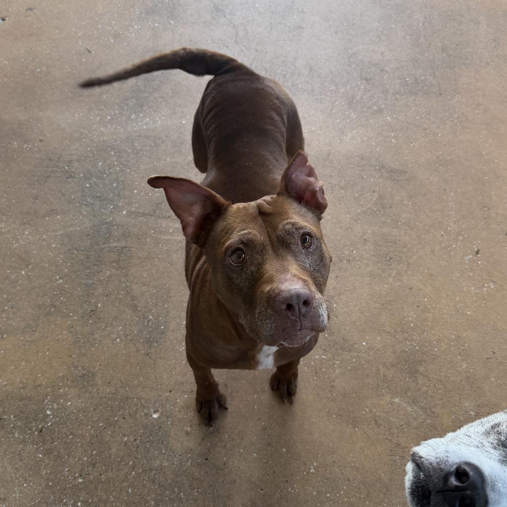 Enlarge Coco 2250, a Adoptable Mixed Breed in LOXAHATCHEE, FL image 3/6