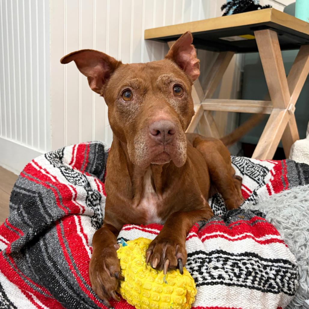 Enlarge Coco 2250, a Adoptable Mixed Breed in LOXAHATCHEE, FL image 3/6