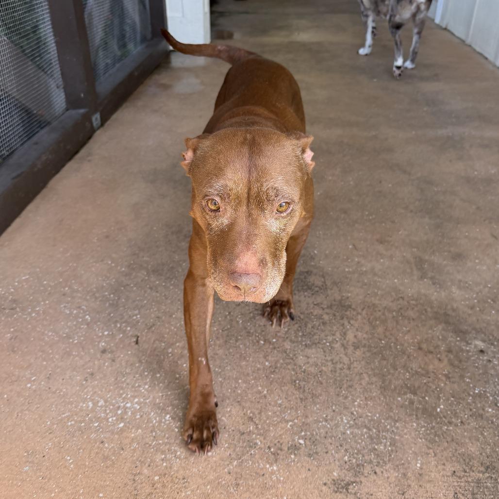 Enlarge Coco 2250, a Adoptable Mixed Breed in LOXAHATCHEE, FL image 4/6