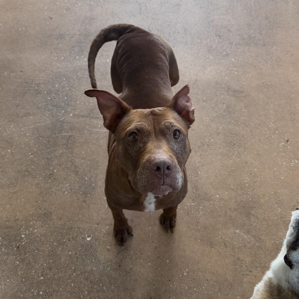 Enlarge Coco 2250, a Adoptable Mixed Breed in LOXAHATCHEE, FL image 5/6