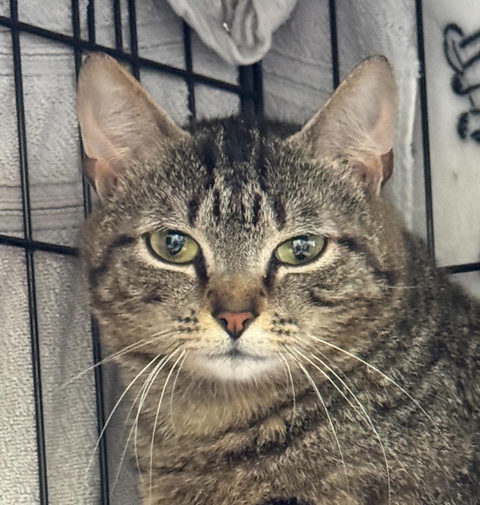 Enlarge Firethorn, a Adoptable mixed breed in Cumberland, ME image 3/4