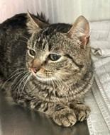 Enlarge Firethorn, a Adoptable mixed breed in Cumberland, ME image 4/4