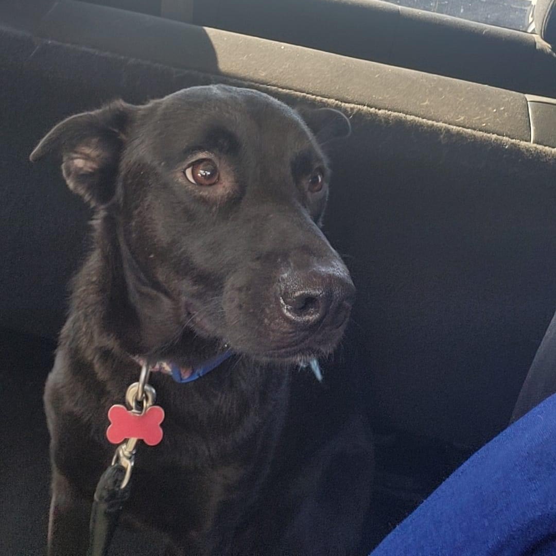 Enlarge Rockie (Roxie), a Adoptable Mixed Breed in Salamanca, NY image 4/6