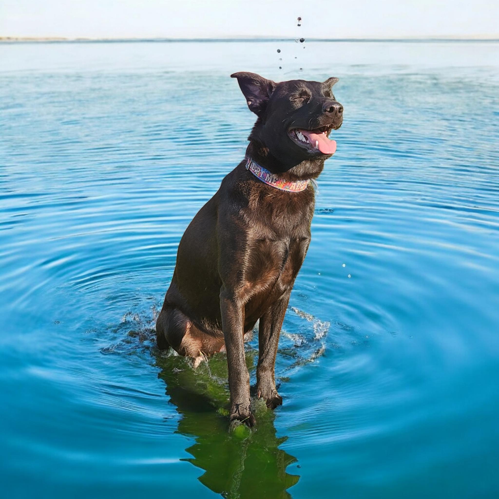 Enlarge Rockie (Roxie), a Adoptable Mixed Breed in Salamanca, NY image 2/6