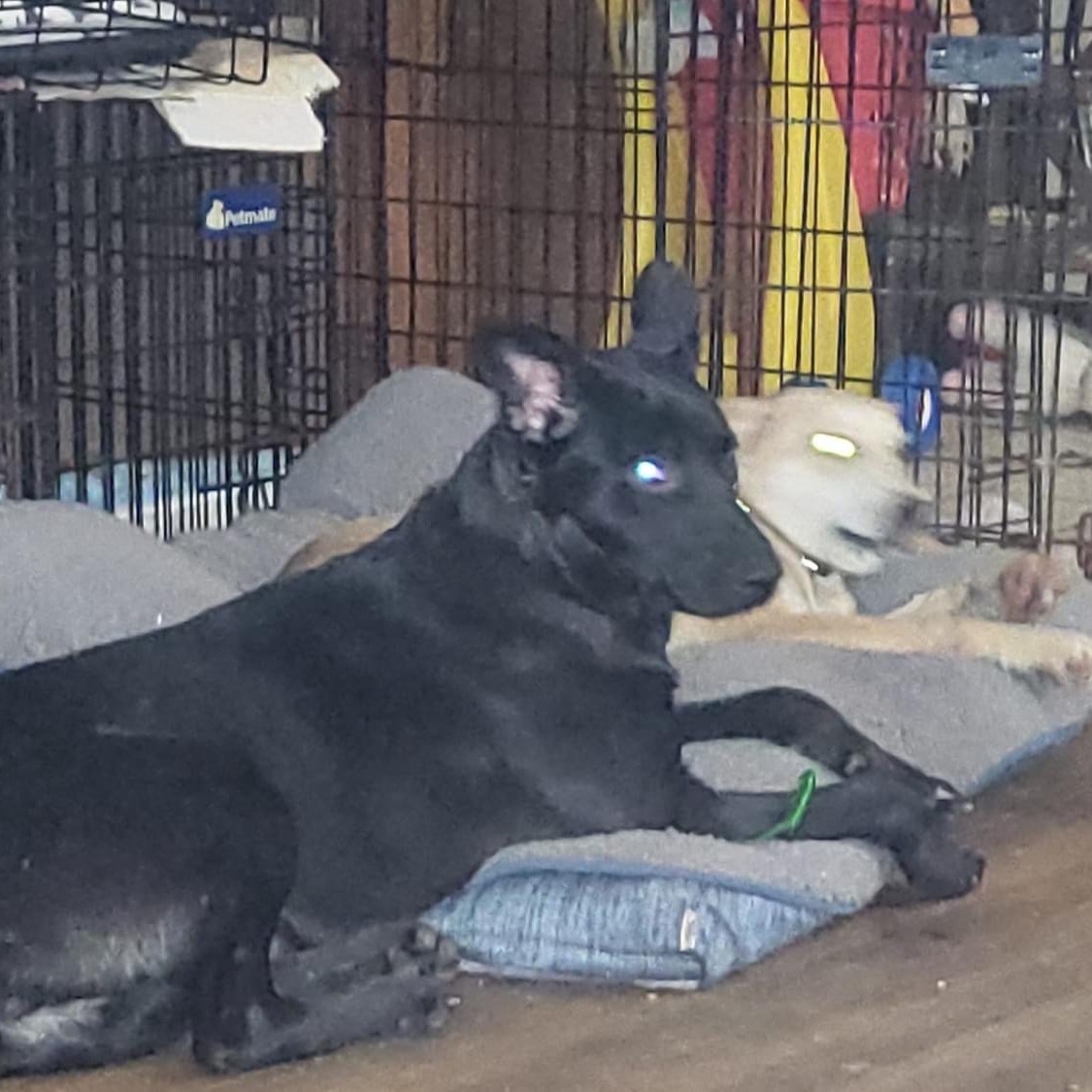 Enlarge Rockie (Roxie), a Adoptable Mixed Breed in Salamanca, NY image 5/6