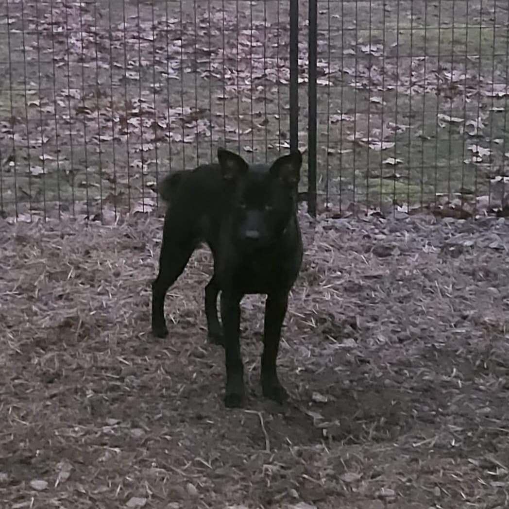 Enlarge Rockie (Roxie), a Adoptable Mixed Breed in Salamanca, NY image 3/6