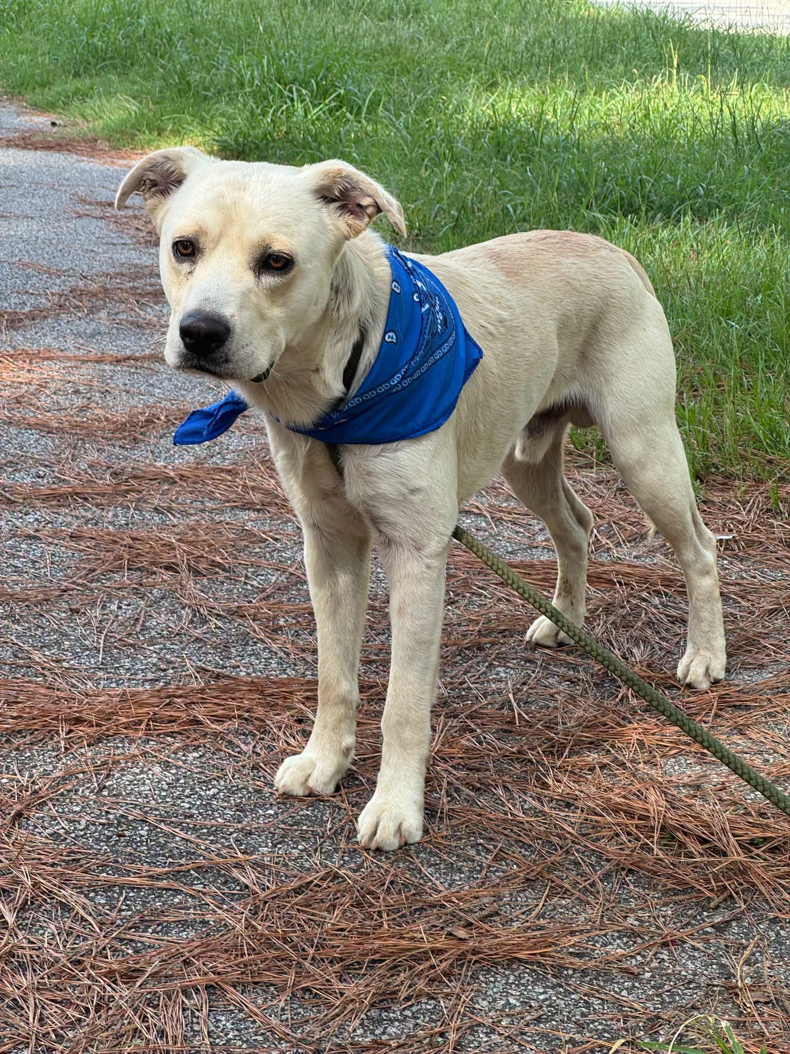 Enlarge Howie, a ADOPTABLE mixed breed in Sumter, SC image 1/1