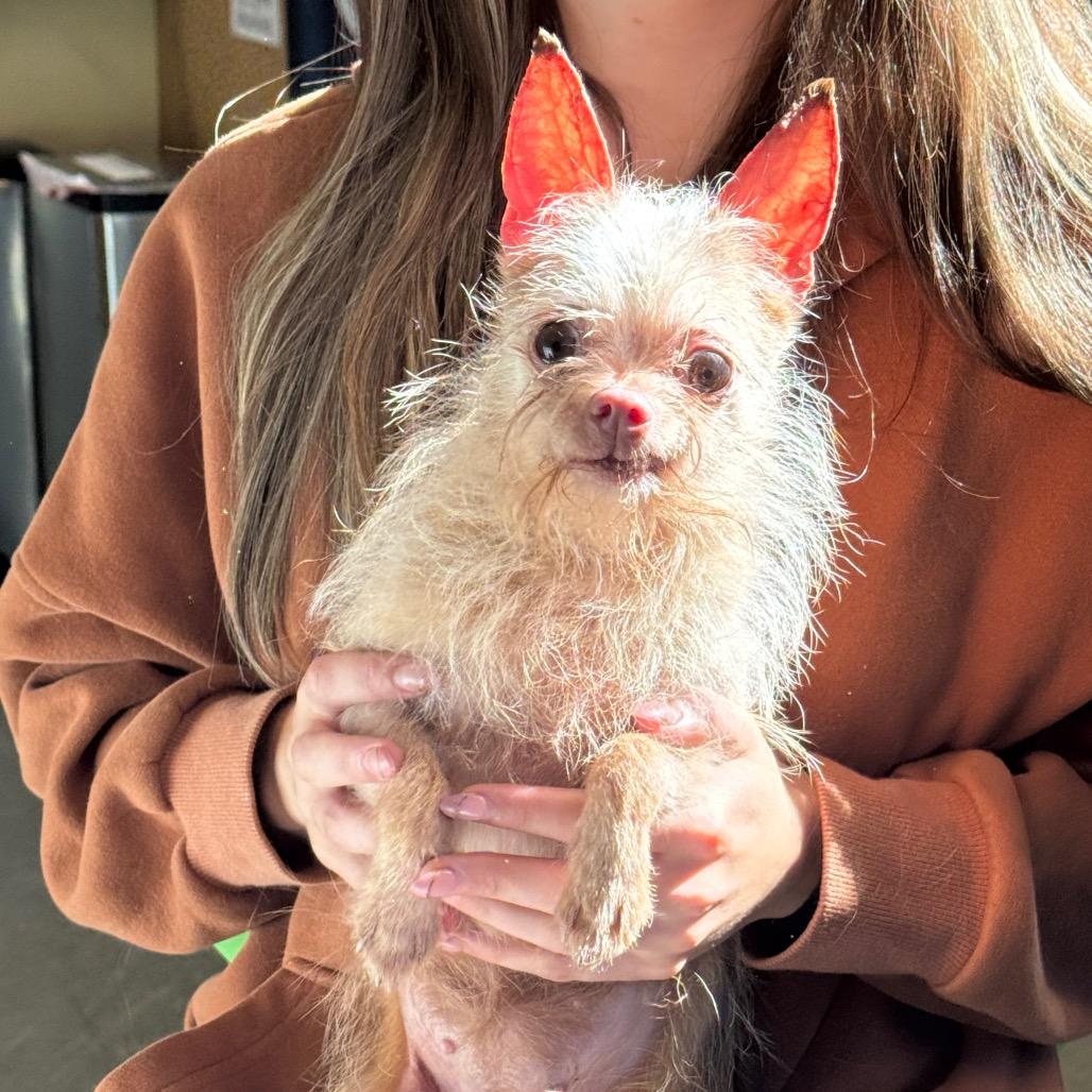 Penny, Adoptable, Senior Female Chihuahua.
