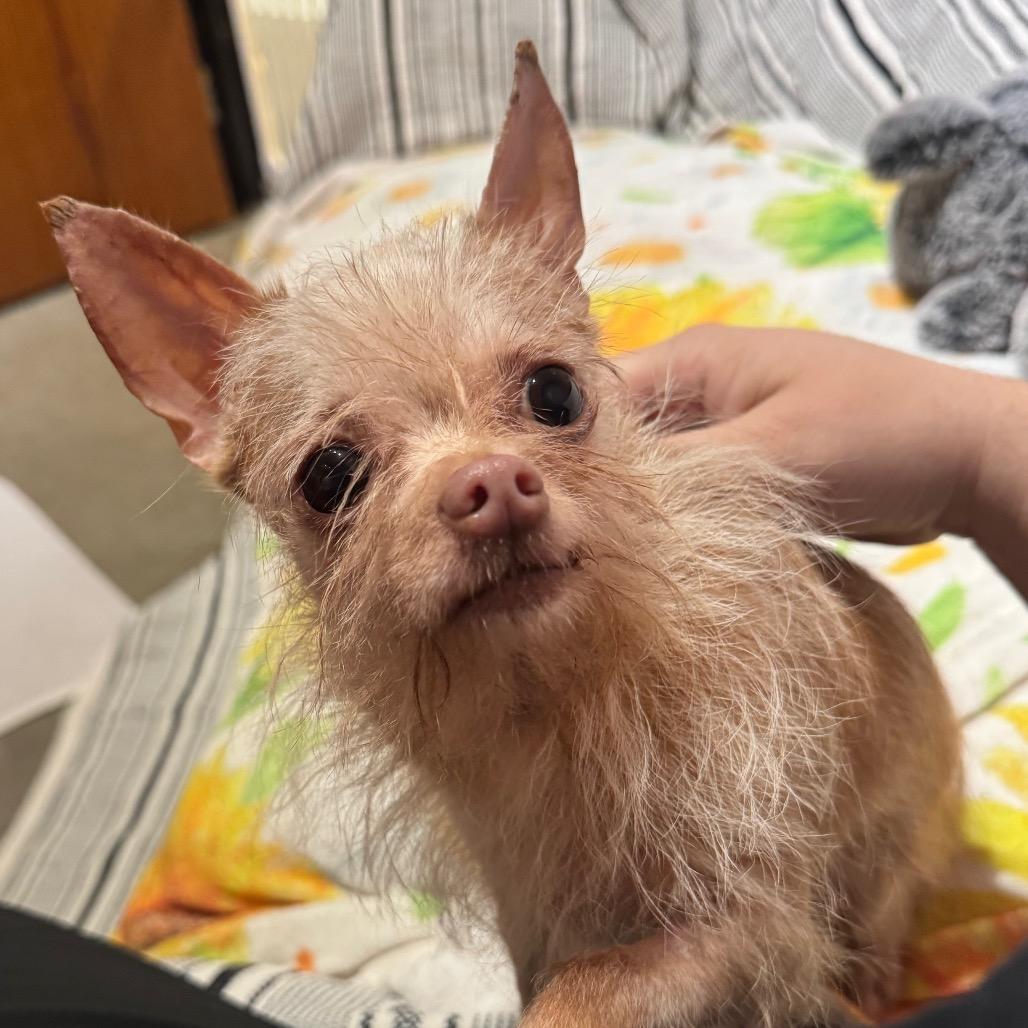 Enlarge Penny, a Adoptable Chihuahua in Mankato, MN image 2/6