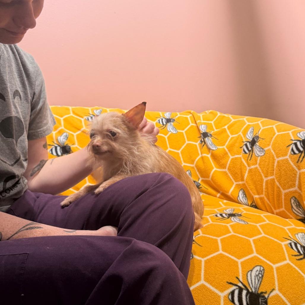 Enlarge Penny, a Adoptable Chihuahua in Mankato, MN image 3/6
