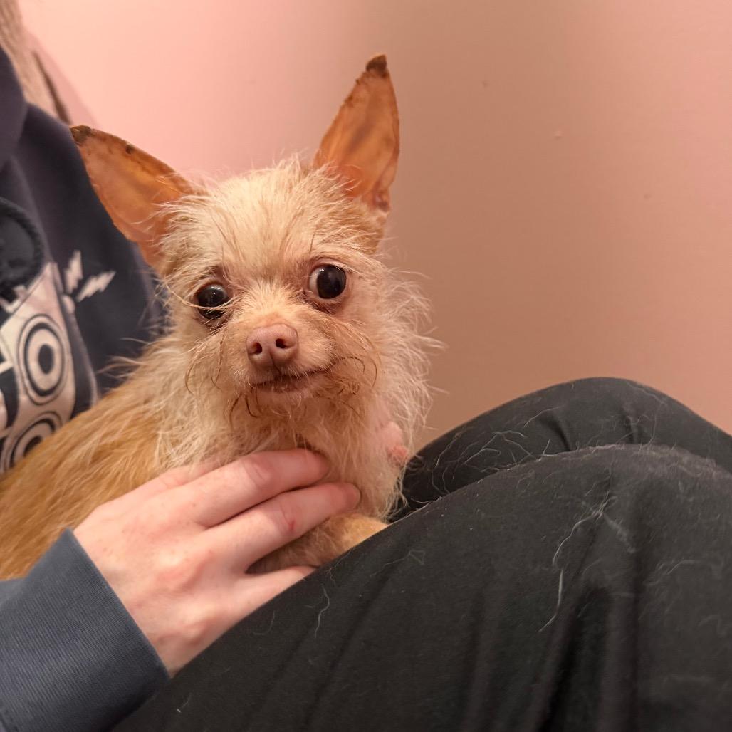 Enlarge Penny, a Adoptable Chihuahua in Mankato, MN image 5/6
