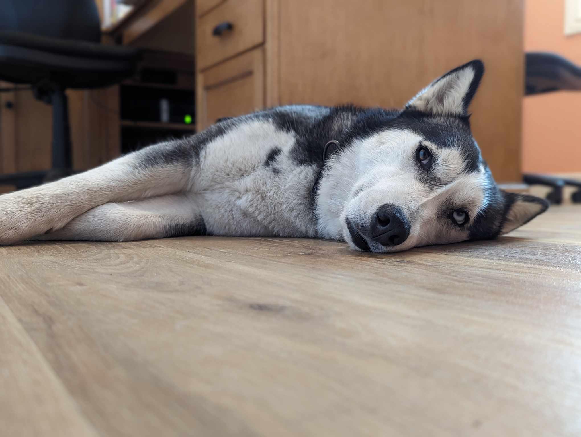 Enlarge Stella, a Adoptable Siberian Husky in Vancouver, WA image 2/6