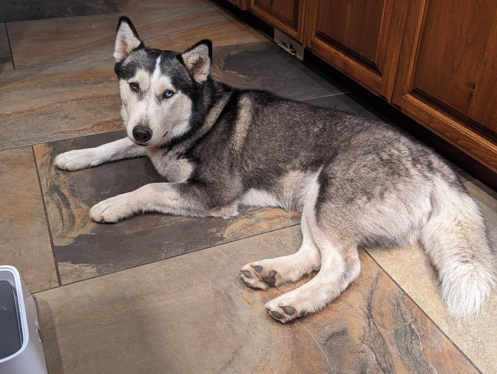 Enlarge Stella, a Adoptable Siberian Husky in Vancouver, WA image 3/6