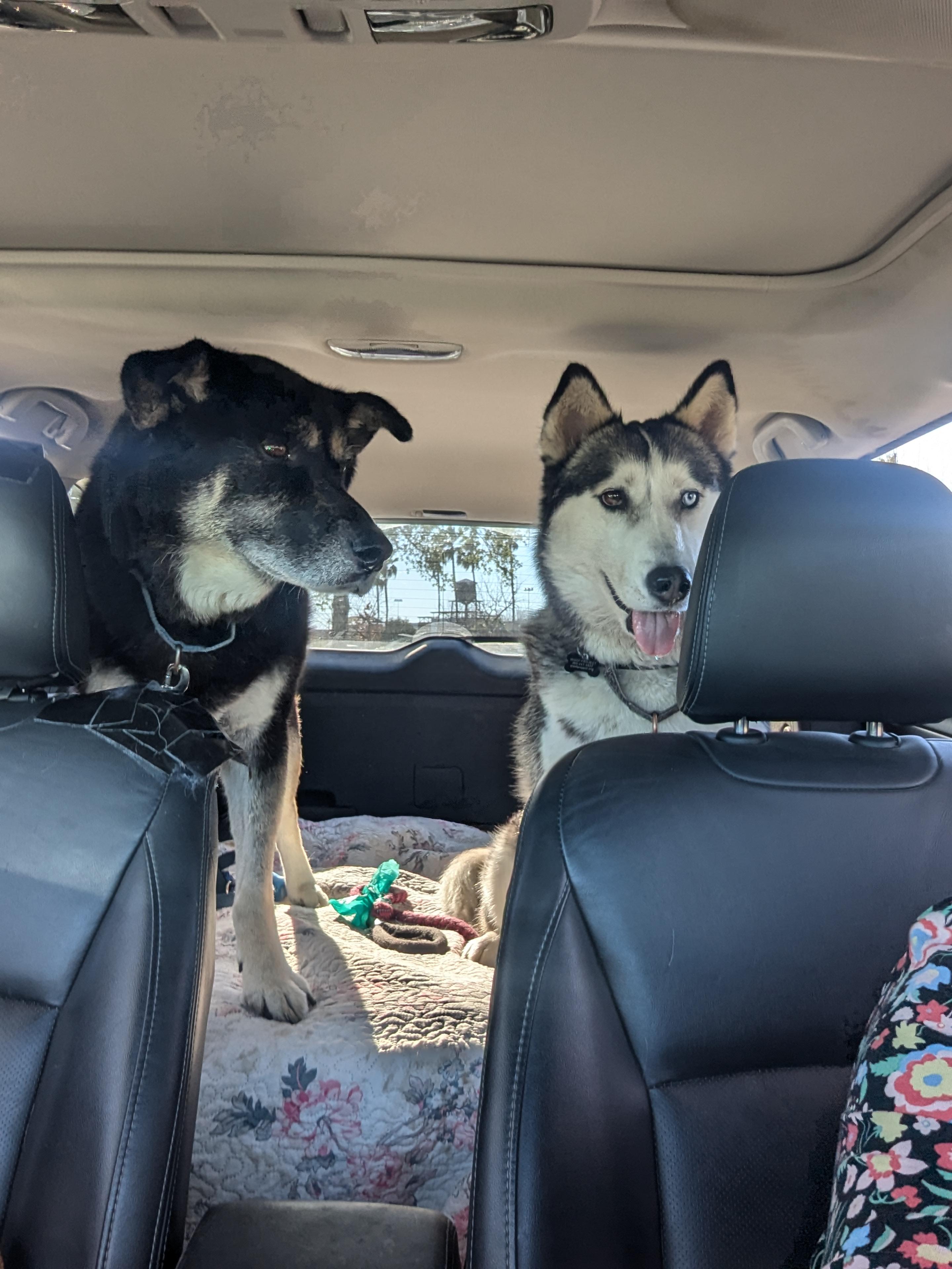 Enlarge Stella, a Adoptable Siberian Husky in Vancouver, WA image 6/6