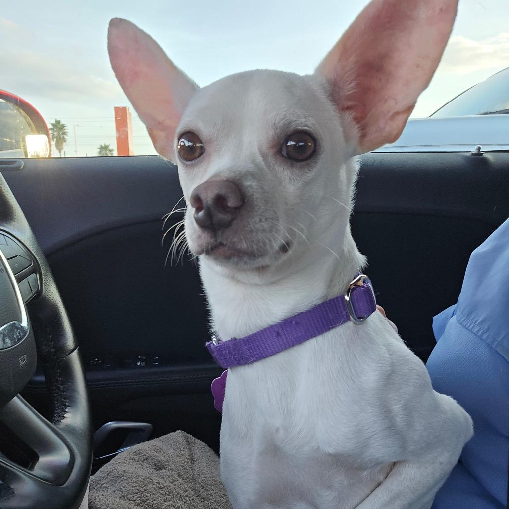 Bartok, Adoptable, Adult Male Chihuahua.