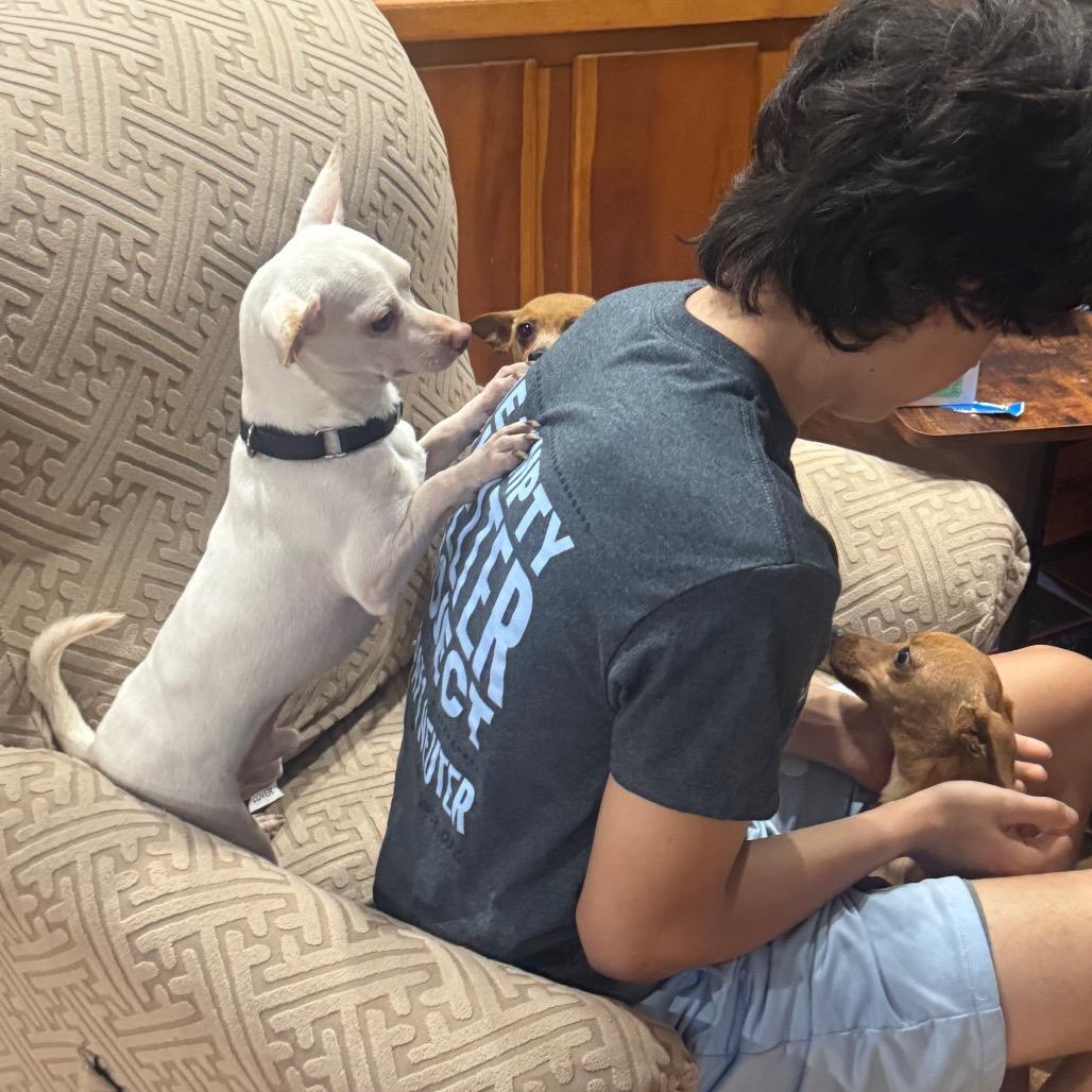 Bartok, a Adoptable Chihuahua in Katy, TX image 2/6