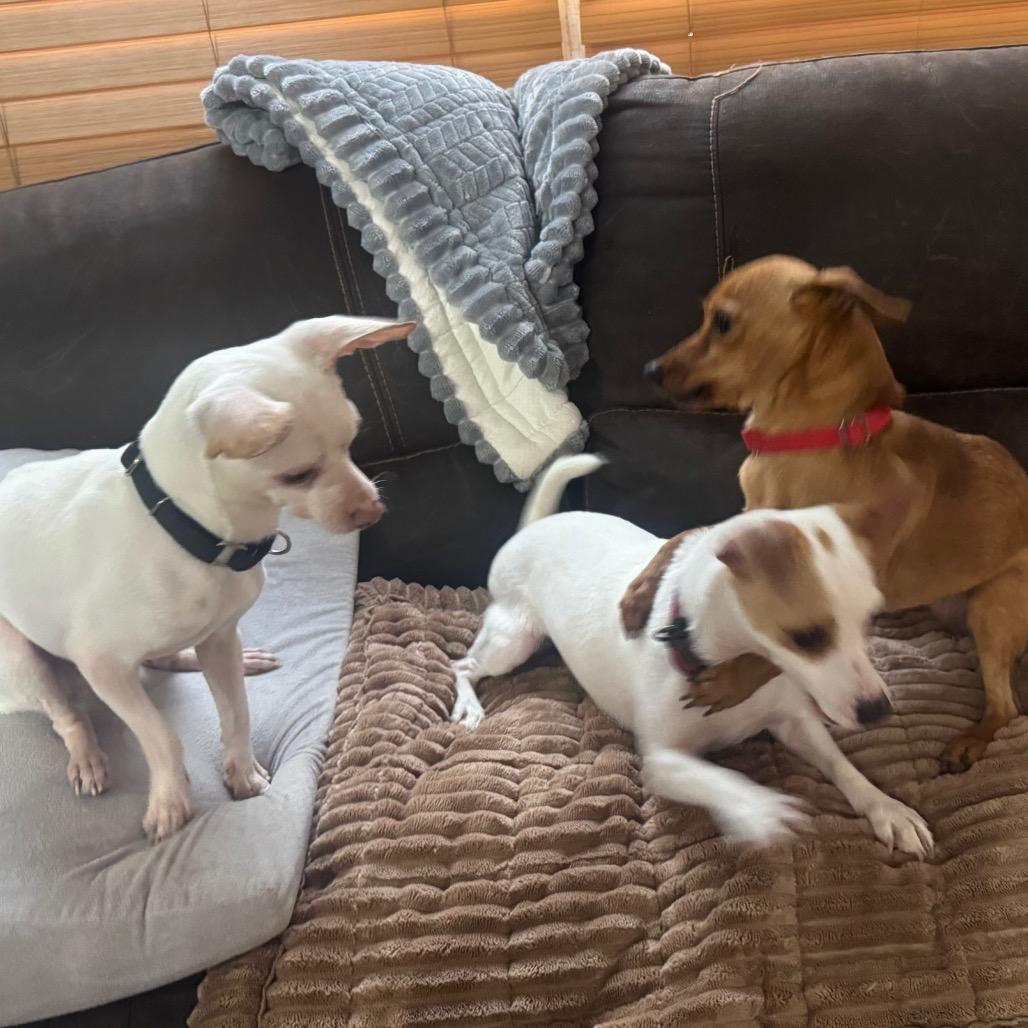 Bartok, a Adoptable Chihuahua in Katy, TX image 3/6